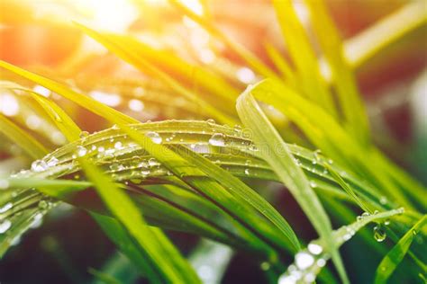 Sun’s rays on wet ground. 